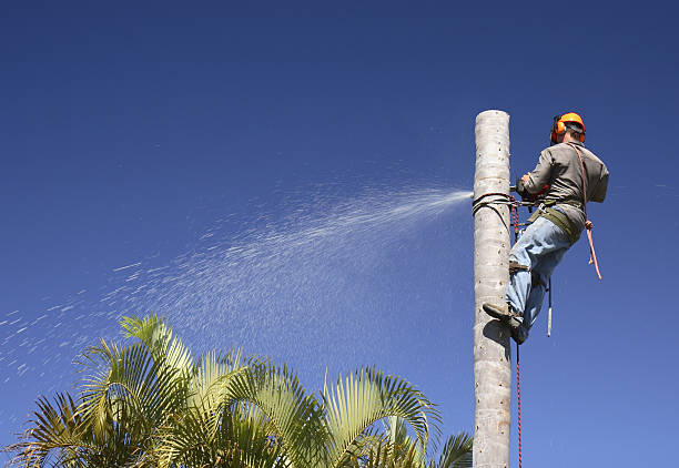 Best Tree Cabling and Bracing  in Stanfield, OR